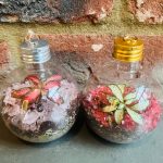 Two terrarium baubles with silver and gold lids containing red and pink gravel and pink and green tropical plants.